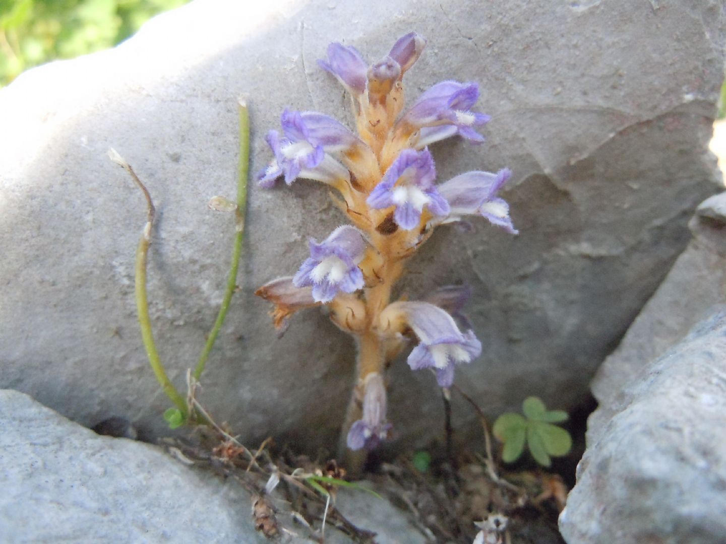 Orobanche (=Phelipanche) nana / Succiamele ramoso